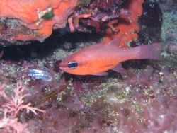 Apogon imberbis in the Mediterranean sea -Canon Powershot... by Ferdinando Meli 